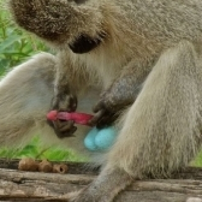 Vervet Monkey